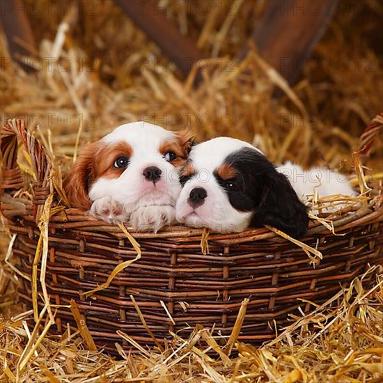 Cavalier King Charles Spaniel