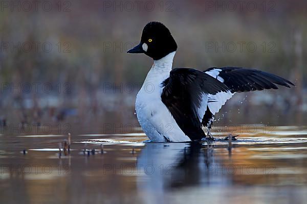 Common Goldeneye