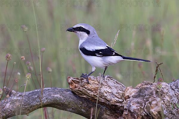 Great Grey Shrike