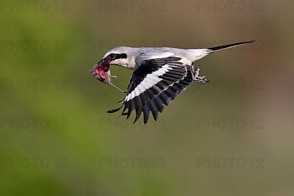 Great Grey Shrike