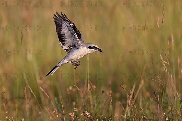 Great Grey Shrike