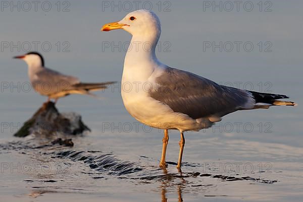 Yellow-legged gull