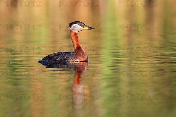 Red-necked grebe