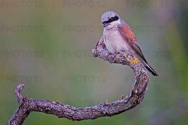 Red-backed Shrike