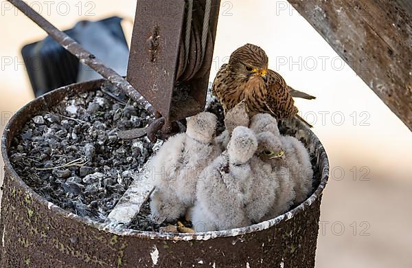 Common kestrel