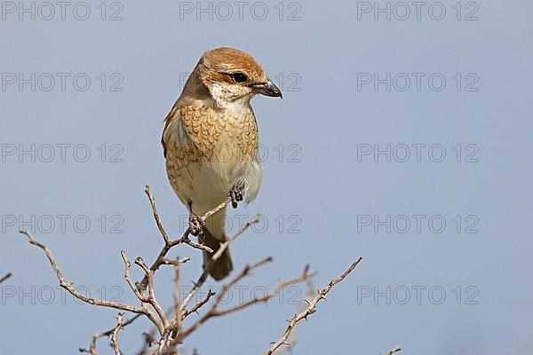 Red-backed Shrike