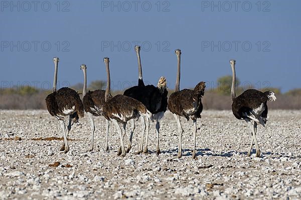 South African ostriches