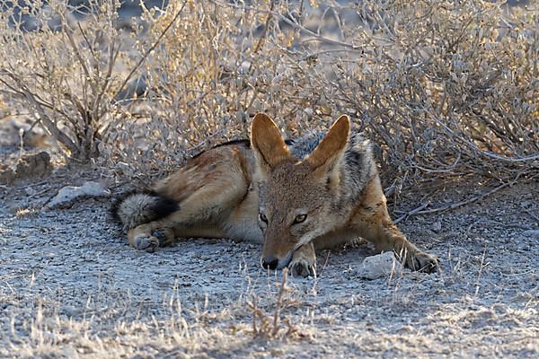 Black-backed jackal