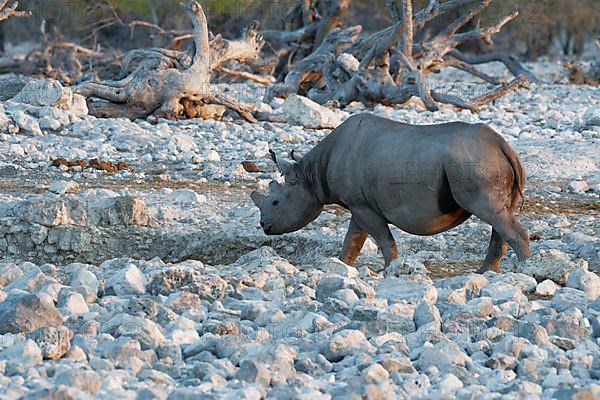 Black rhinoceros