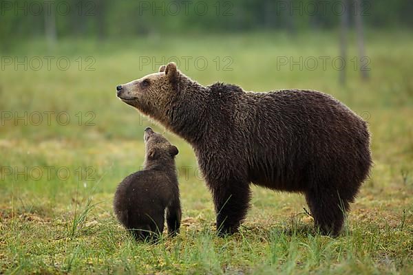 Brown bear