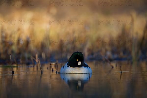 Common Goldeneye