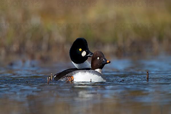 Common Goldeneye