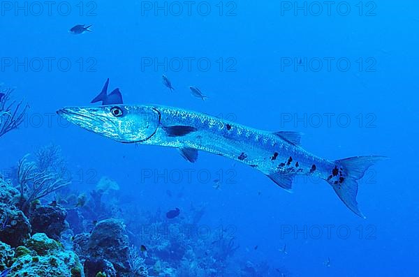 Great barracuda