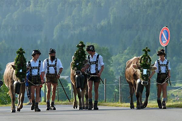 Cattle seperation in Bad Hindelang