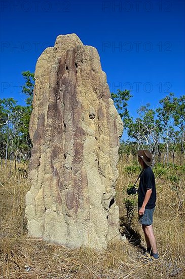 Termite mound