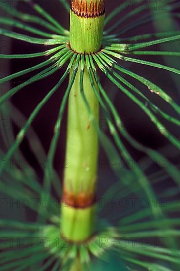 Wood horsetail