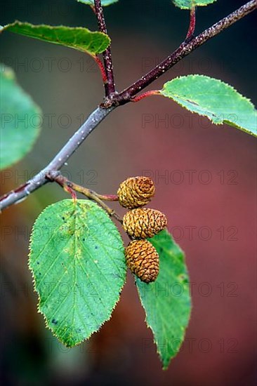 Green alder