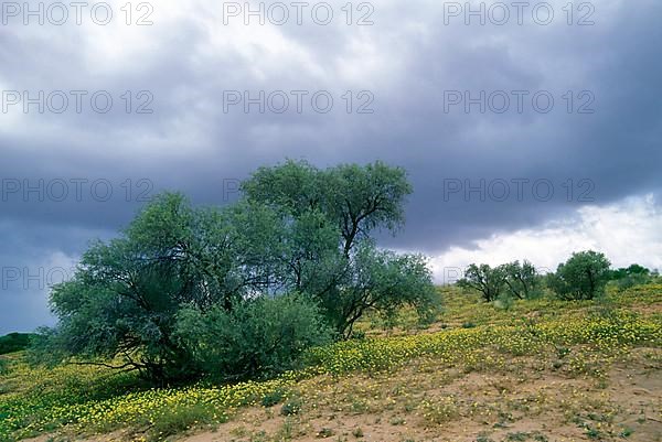 Grey camelthorn tree