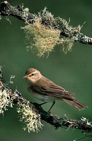 Willow warbler