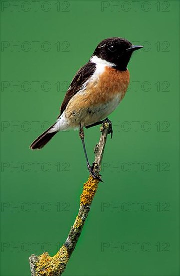 Saxicola torquatusniola Stonechat