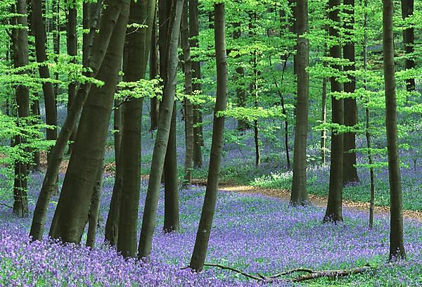 Bluebells