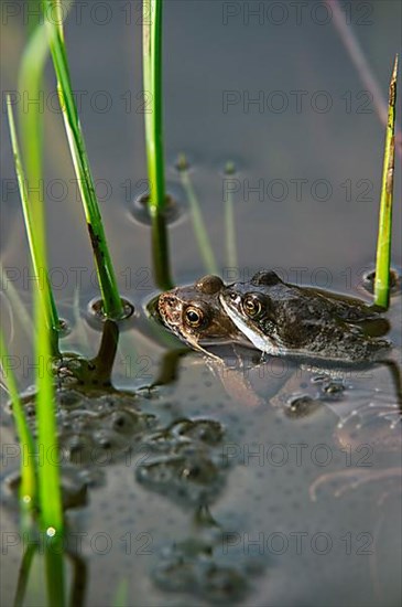 Grass frog