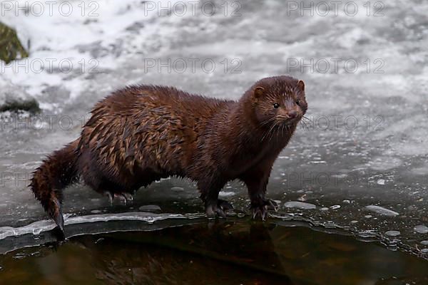 american minks