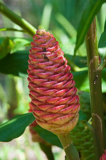 Zingiber zerumbet or shampoo ginger