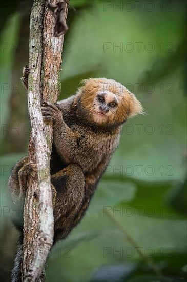 Yellow-headed Marmoset Callithri