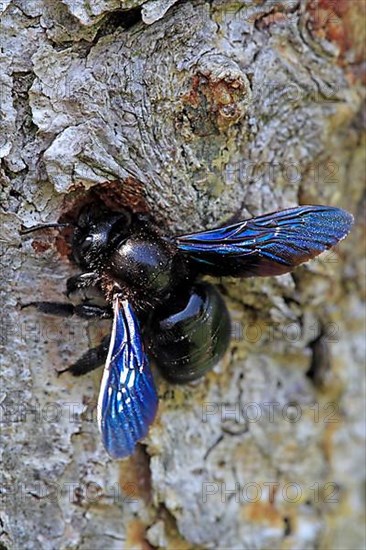 Violet carpenter bee