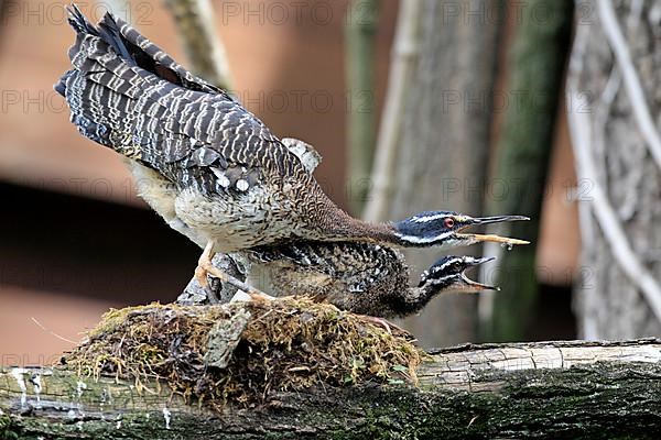 Sunbittern