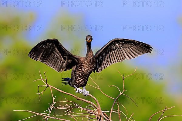 Double-crested Cormorant