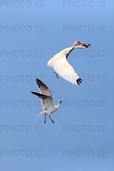 American white ibis