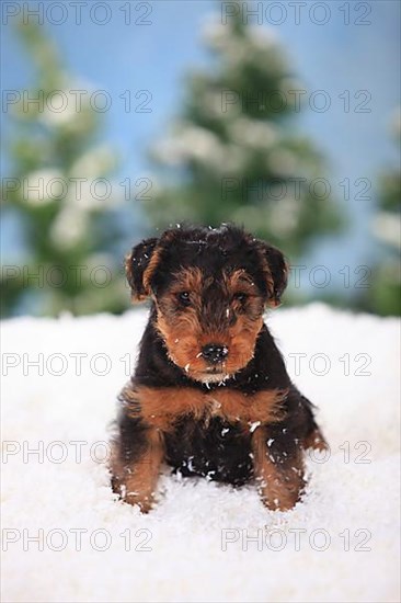 Welsh Terrier