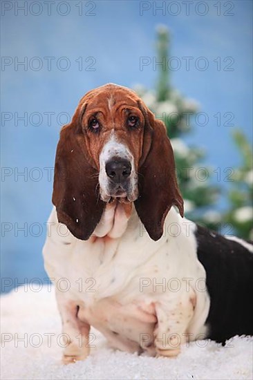 Basset Hound