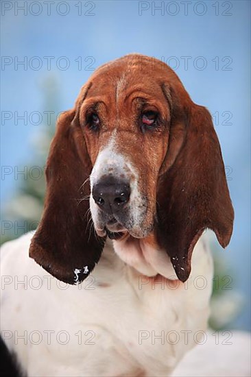 Basset Hound