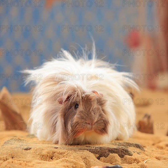 Angora Guinea Pig Pig