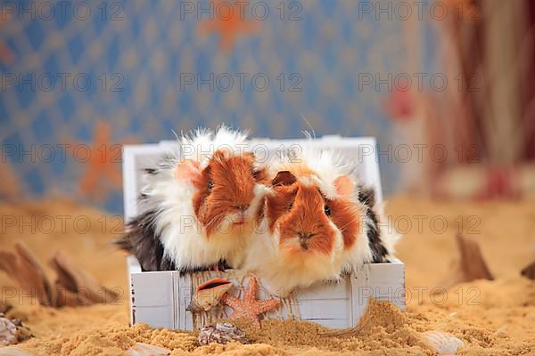 Angora guinea pig