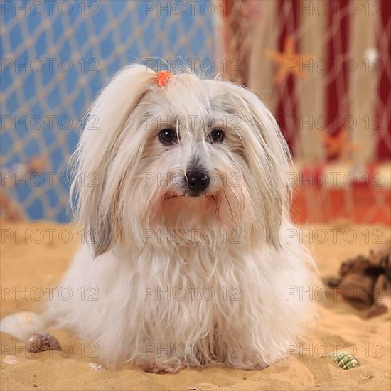 Coton de Tulear