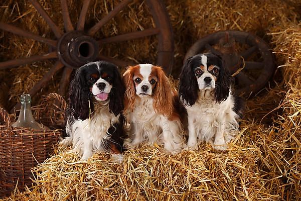 Cavalier King Charles Spaniel