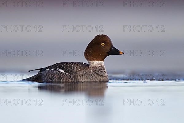 Common Goldeneye