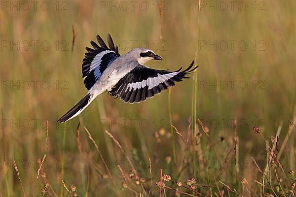 Great Grey Shrike