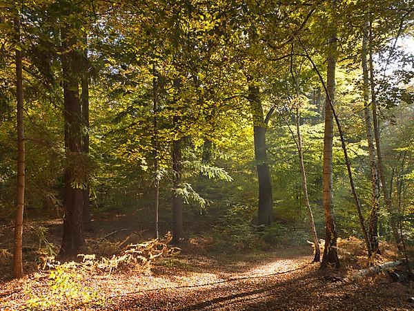 Autumn hiking trail on the Werder