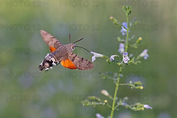 Hummingbird hawk-moth