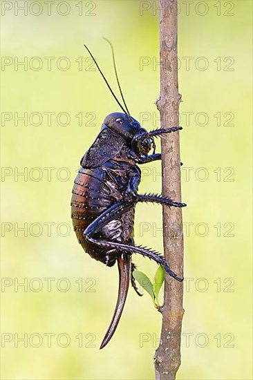 Bronze Glandular bronze glandular bush-cricket