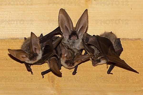 Grey long-eared bat