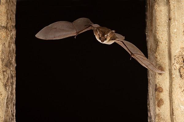 Grey long-eared bat