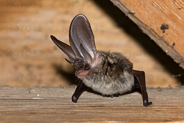 Grey long-eared bat