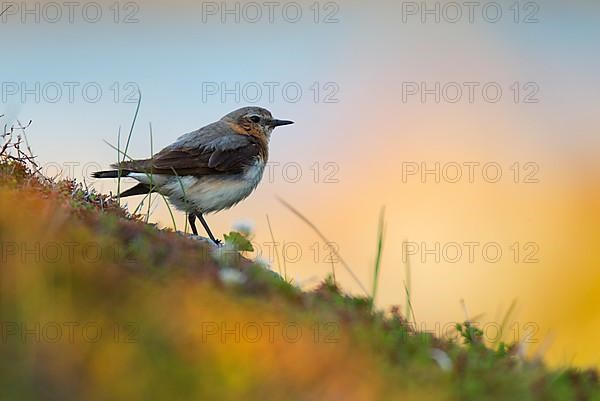 Northern wheatear