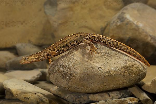 Pyrenean brook salamander